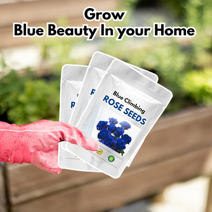 Blue Climbing Rose Seeds