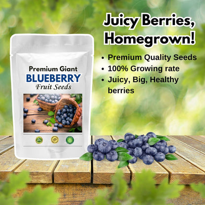 Giant Blueberry Fruit Seeds