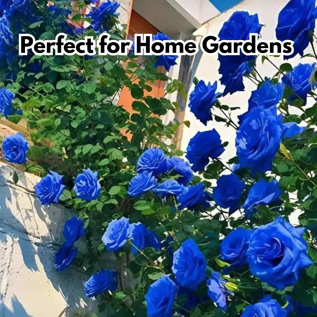 Blue Climbing Rose Seeds