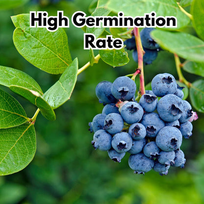 Giant Blueberry Fruit Seeds