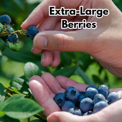 Giant Blueberry Fruit Seeds