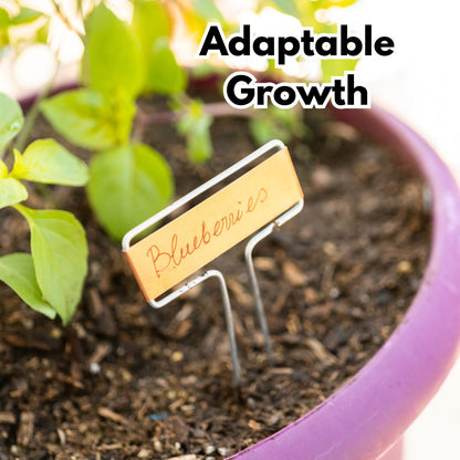 Giant Blueberry Fruit Seeds