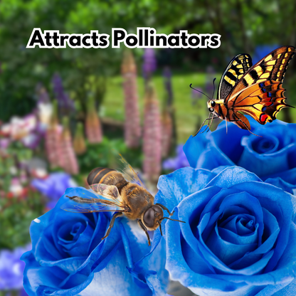 Blue Climbing Rose Seeds